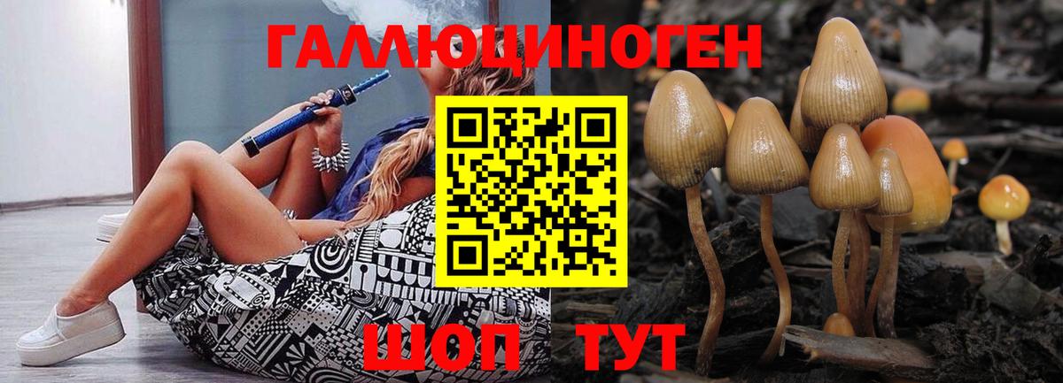Галлюциногенные грибы Psilocybe Вятские Поляны